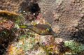 Bonaire 2010-12